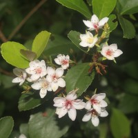 Rhaphiolepis indica (L.) Lindl.